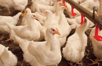 MIssissippi Poultry