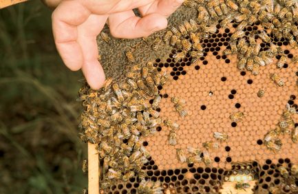Georgia Bees