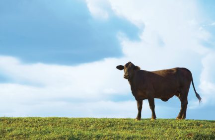 Alabama Cattle