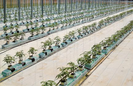 Oklahoma tomatoes