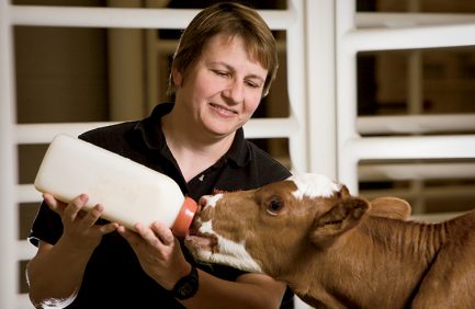 Oklahoma veterinary programs