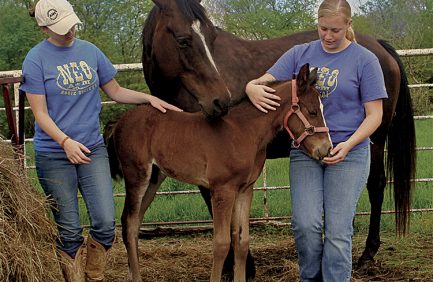 Oklahoma agriculture education