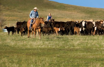 Oklahoma Beef