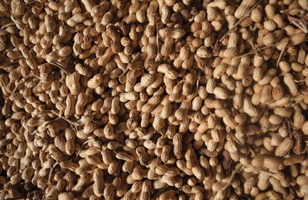 Peanuts at Clint Williams Peanut company of Texoma Peanut in Ardmore, Oklahoma, Marshall County.