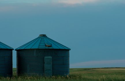 Wheat harvest in Western Nebraska.