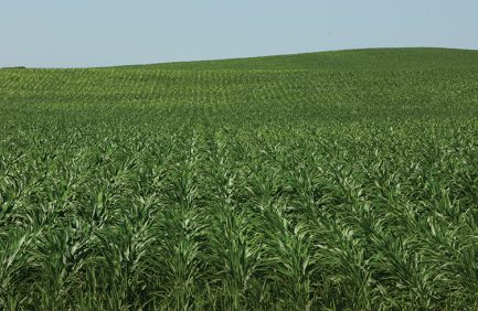 corn field