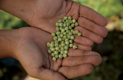 field peas