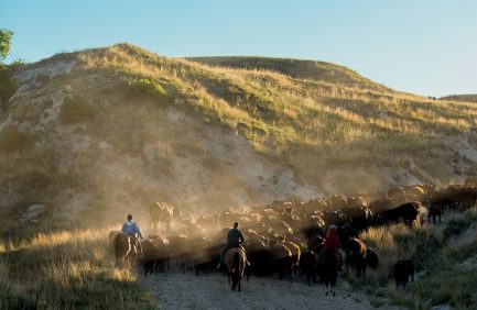Cow calf ranch Nebraska