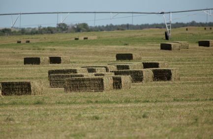 Alfalfa Nebraska