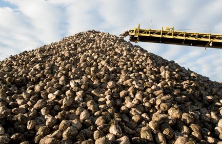 Pile of sugar beets, Nebraska