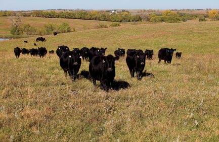 NE cows