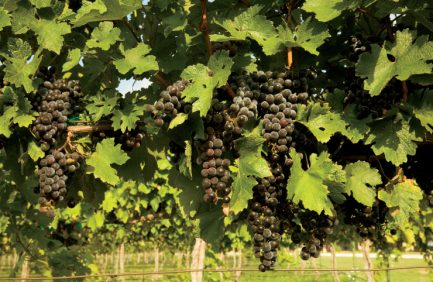 Texas wine industry