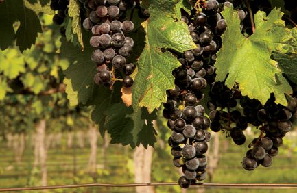 grapes