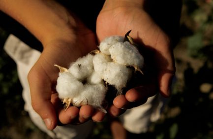 Texas cotton