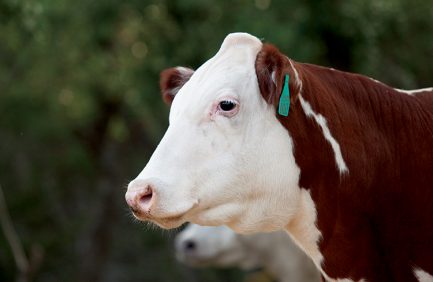 Hereford Cattle from Roger Mikeska farm in Dripping springs, Texas