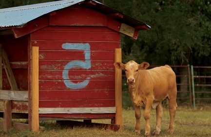 Texas Agriculture