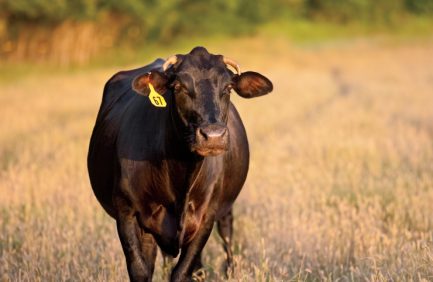 Texas beef industry