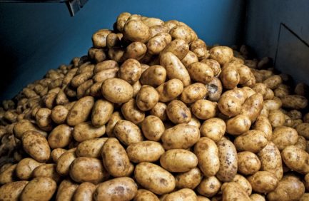 potatoes