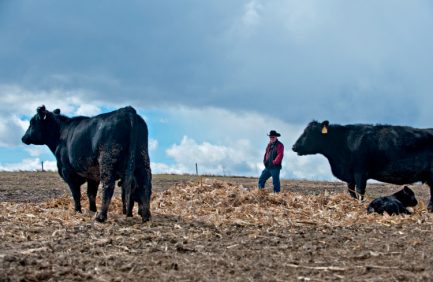 beef cattle