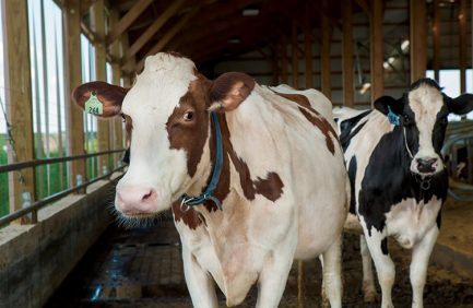30x20 Dairy Grant Program