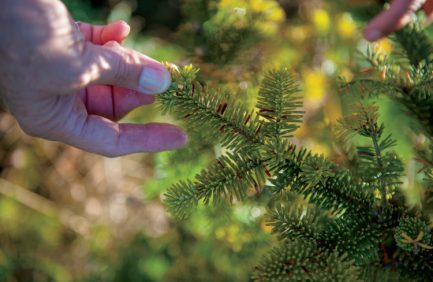Wisconsin Christmas Trees Make Happier Holidays