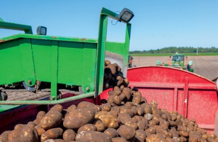 wisconsin potatoes