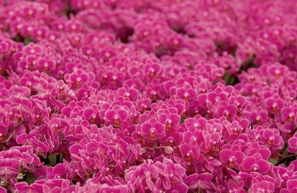 Ohio Orchids