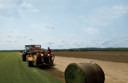 Fescue Sod