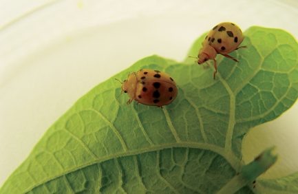 Mexican Bean Beetle adults