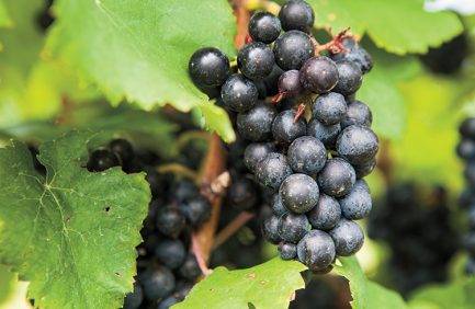 New Jersey wine