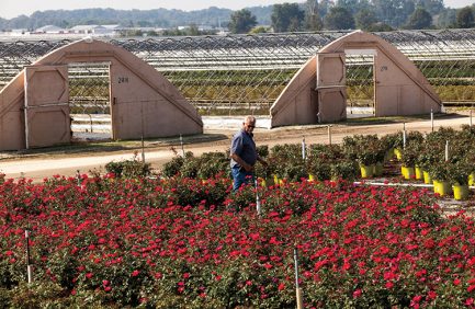 New Jersey horticulture