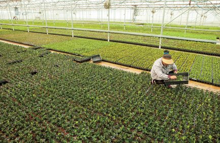 Centerton Nursery