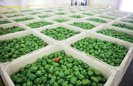 New Jersey food processing