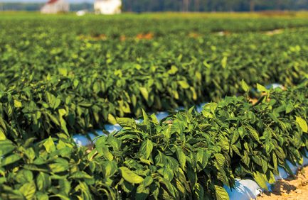 New Jersey food crops