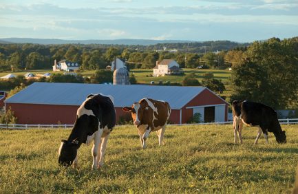 New Jersey Dairy Cows