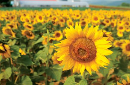 sunflowers