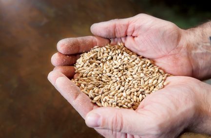barley