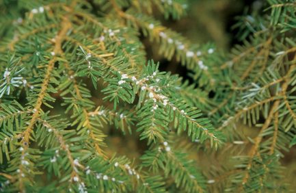 hemlock woolly adelgid