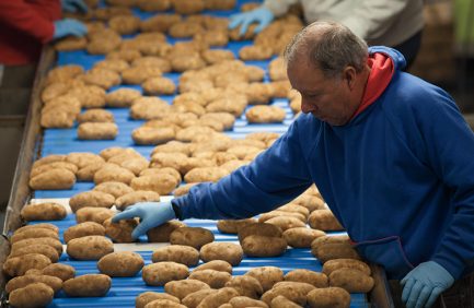 Michigan Potatoes