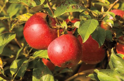 Uncle Johns Cider Mill Red Delicious Apples