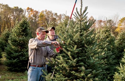 Christmas Tree Farm Michigan