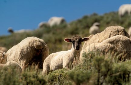 colorado wool