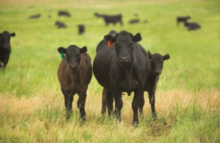 ohio cows