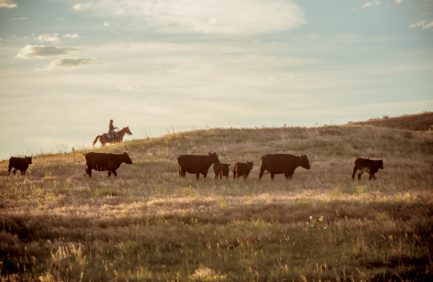 Herd of Beef Cattle