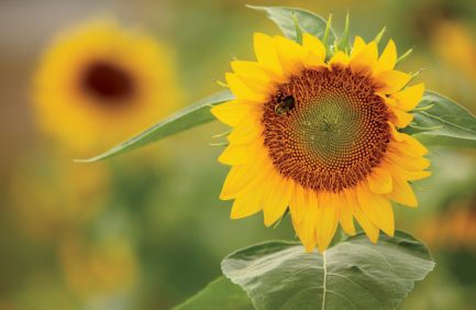 sunflower oil