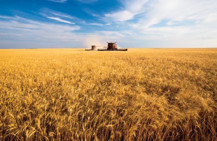 Wheat harvest