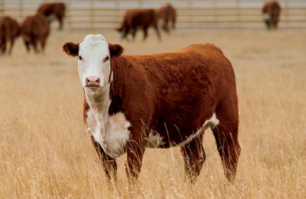 beef cattle ranch