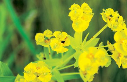 Leafy Spurge