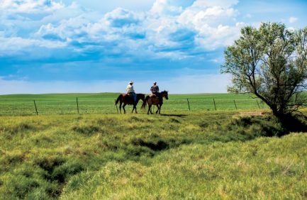 Father-and-son farming