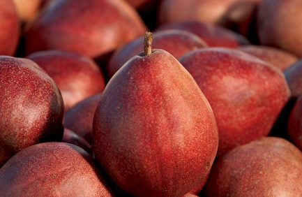 Oregon Pears